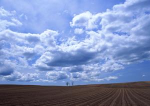 大阪で信頼できる動物火葬サービス徹底ガイド【2025年最新版】